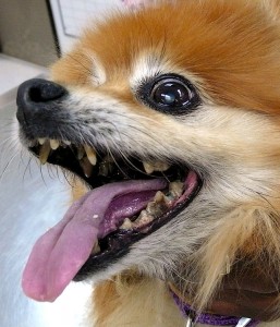 Dog with severe periodontal disease